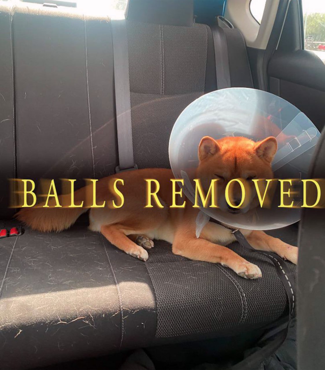 Balls removed Собака в ветеринарном воротнике после кастрации лежит на заднем сиденье автомобиля.