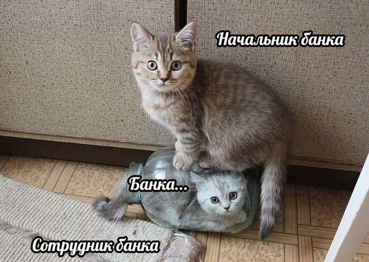 Начальник банка сидит на сотруднике Мем с котом, который сидит на банке с другим котом, изображающий начальника, сотрудника и саму банку