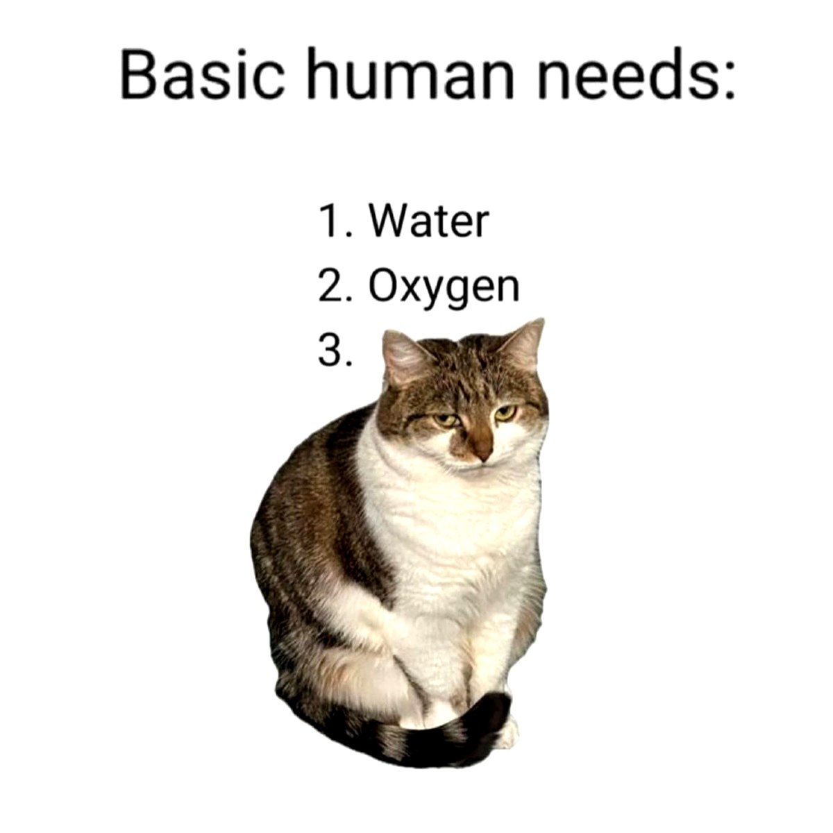 Basic human needs: Water, Oxygen, Cat Basic human needs: Water, Oxygen, Cat