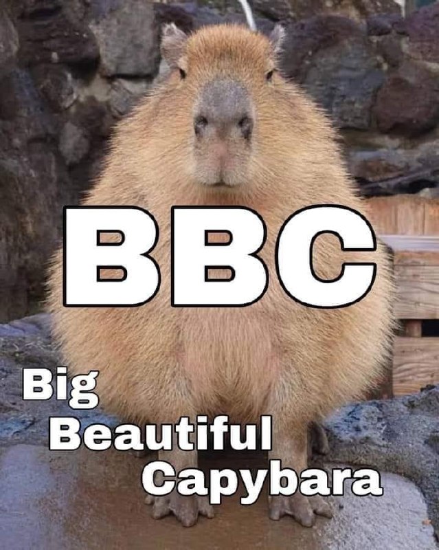Капибара BBC Капибара и надпись BBC Big Beautiful Capybara