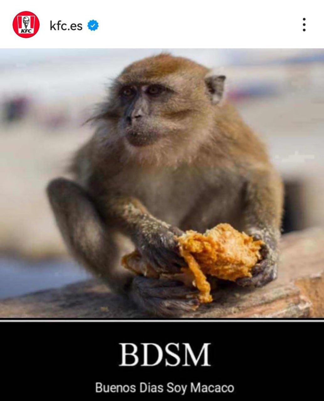 BDSM buenos dias soy macaco Обезьяна ест жареную курицу и текст BDSM buenos dias soy macaco