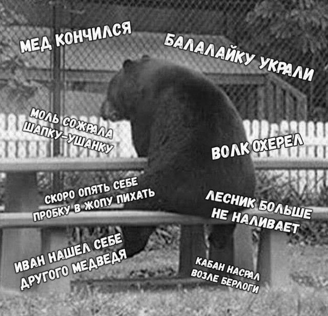 Грустный медведь сидит в вольере: мед закончился, балалайку украли, а лесник больше не наливает.