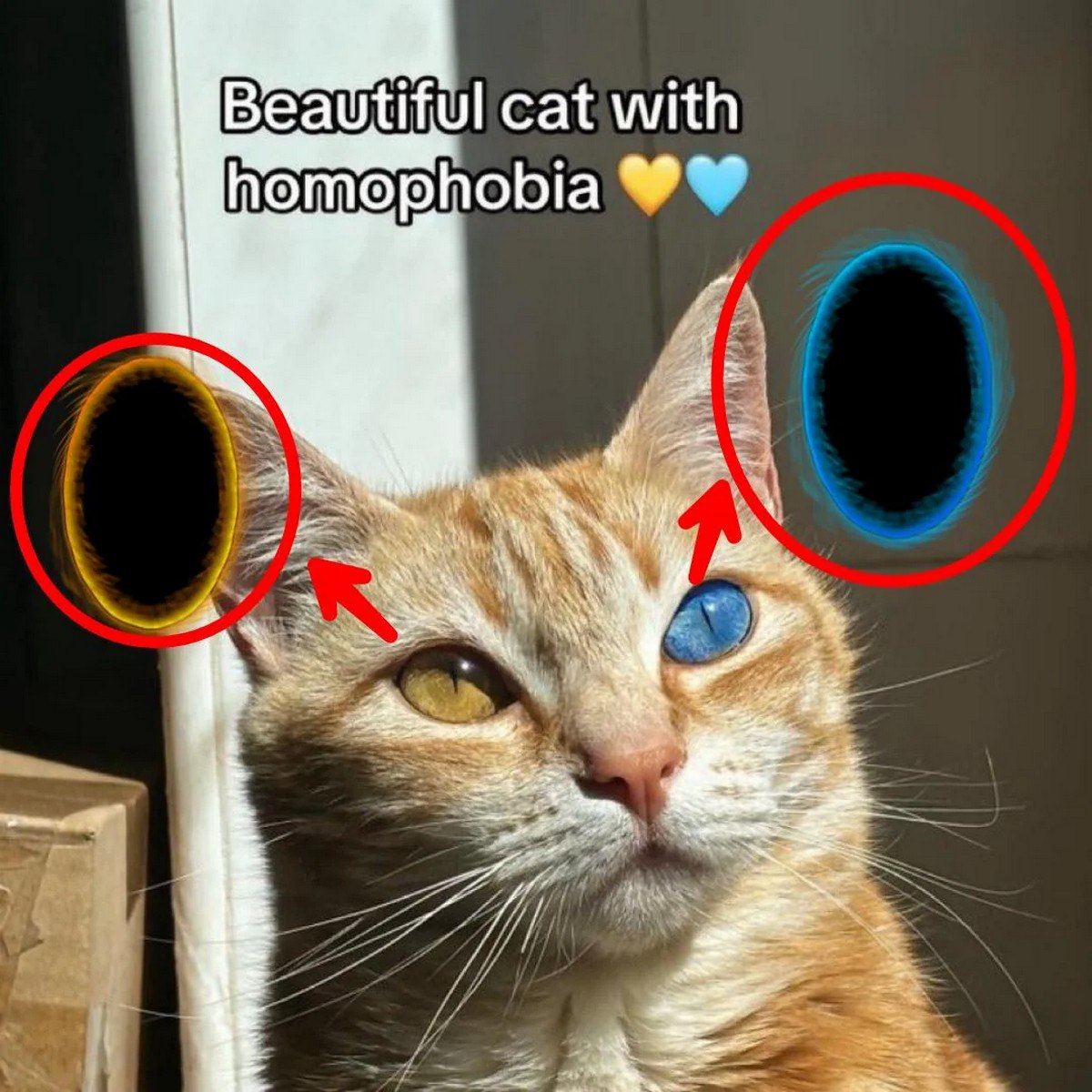 Beautiful cat with homophobia Рыжий кот с гетерохромией и порталами из игры Portal на месте ушей