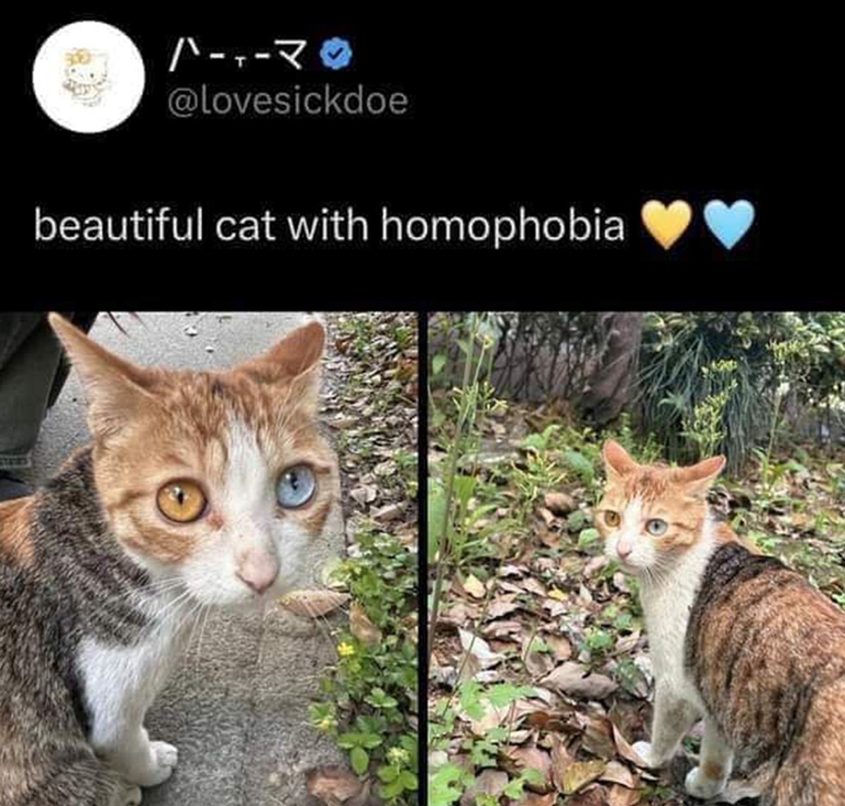 Beautiful cat with homophobia Кот с гетерохромией и подписью «beautiful cat with homophobia»