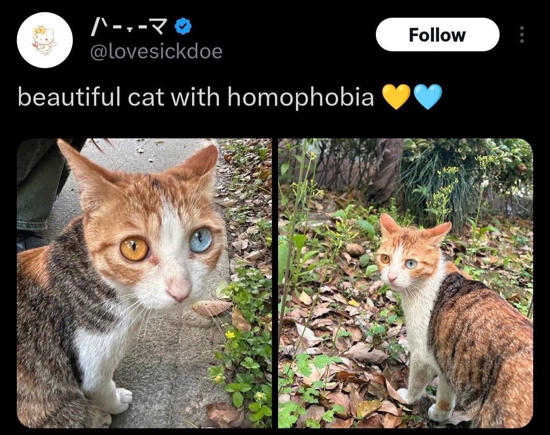 Beautiful cat with homophobia Красивая кошка с гомофобией