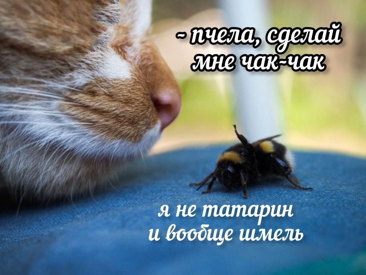 Пчела, сделай мне чак-чак Мем с котом, который просит шмеля сделать чак-чак