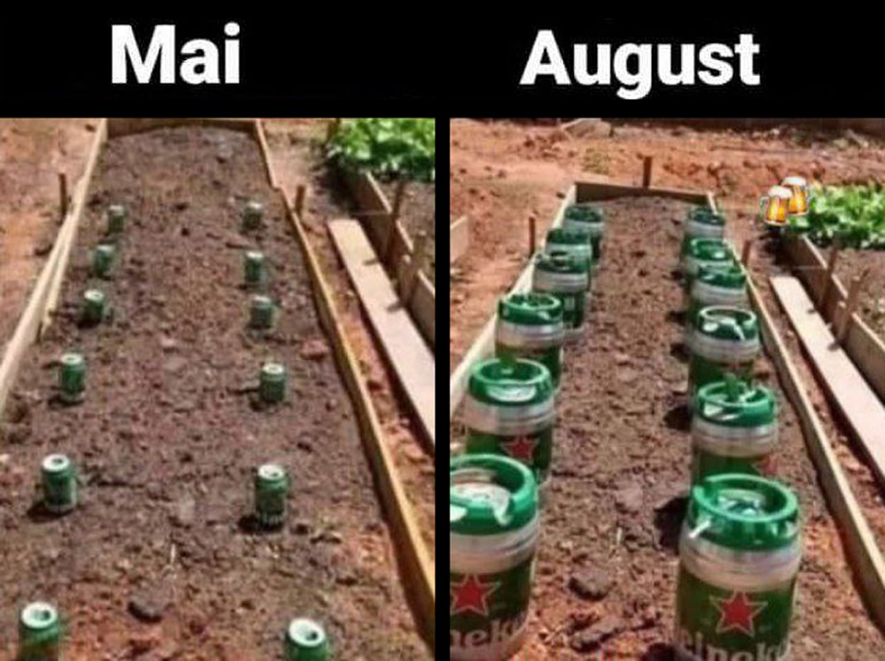 Пивной огород: Mai, August Сравнение пивного "урожая" в мае и августе на грядке