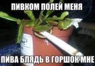 Пивком полей меня, пива блядь в горшок мне Венерина мухоловка с сигаретой и подписью «Пивком полей меня, пива блядь в горшок мне»