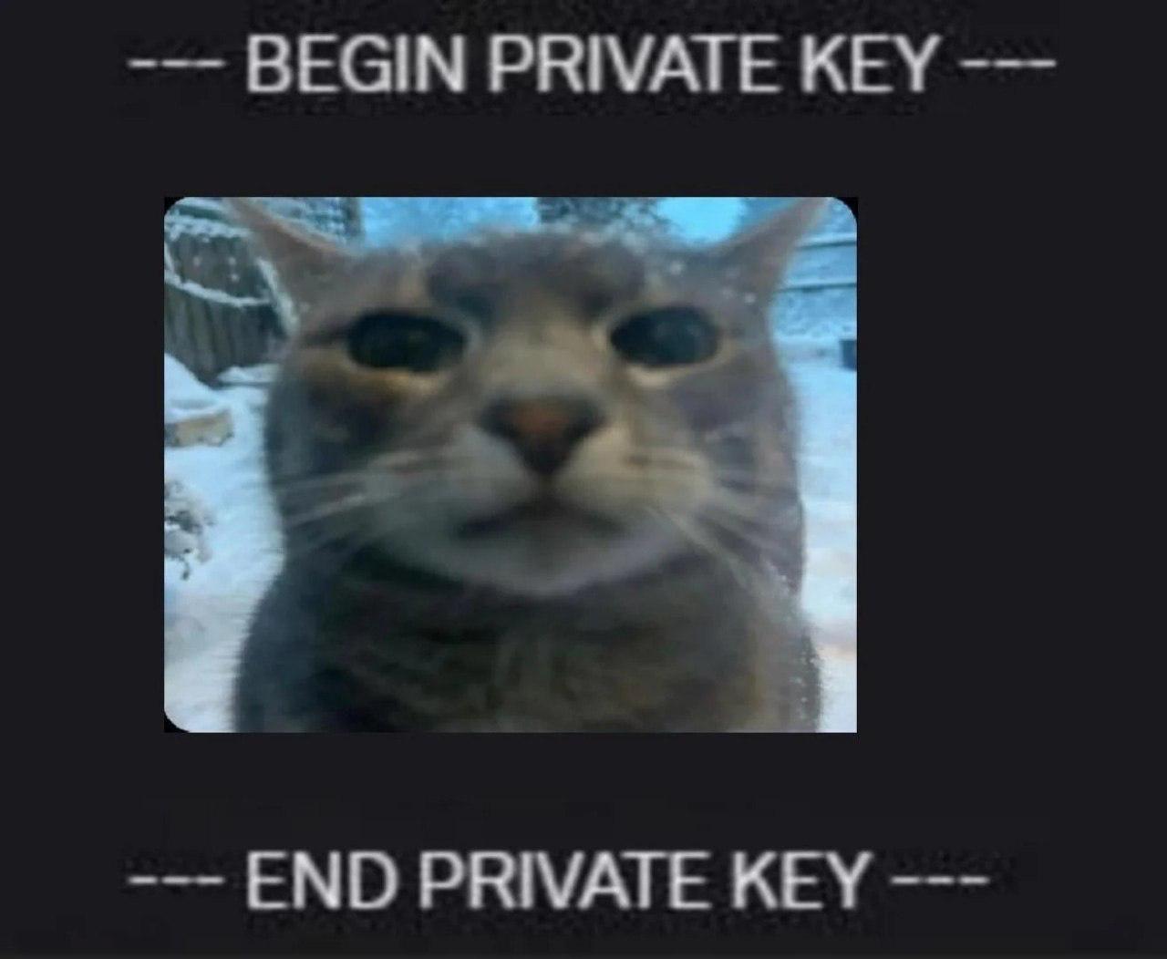 Серьёзный серый кот между строками BEGIN PRIVATE KEY и END PRIVATE KEY