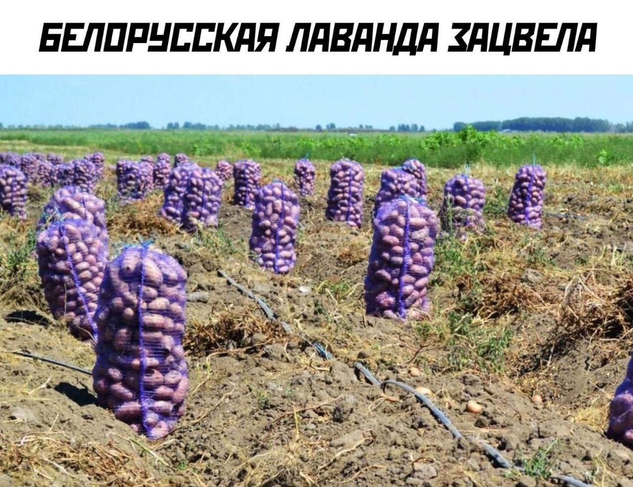 Белорусская лаванда зацвела Поле с мешками картошки в фиолетовой сетке, похожими на цветущую лаванду