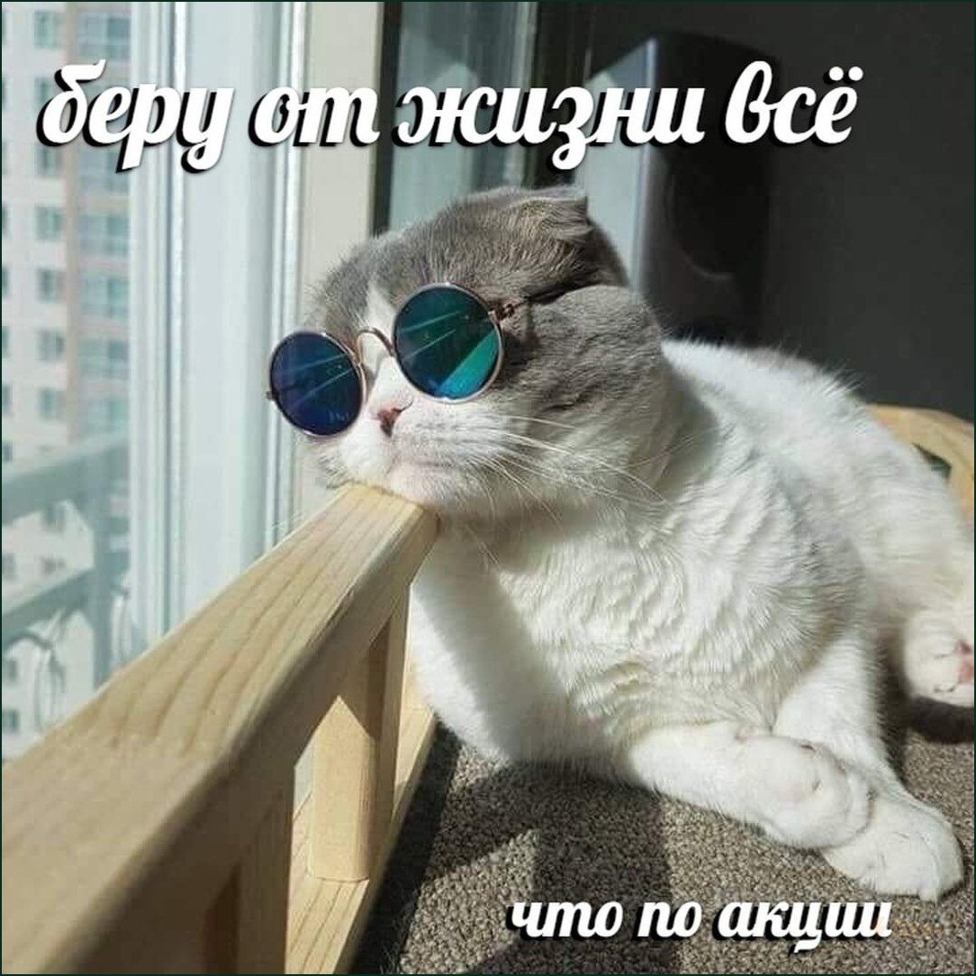 Уверенный кот в круглых очках расслабленно лежит у окна с надписью «Беру от жизни всё, что по акуш».