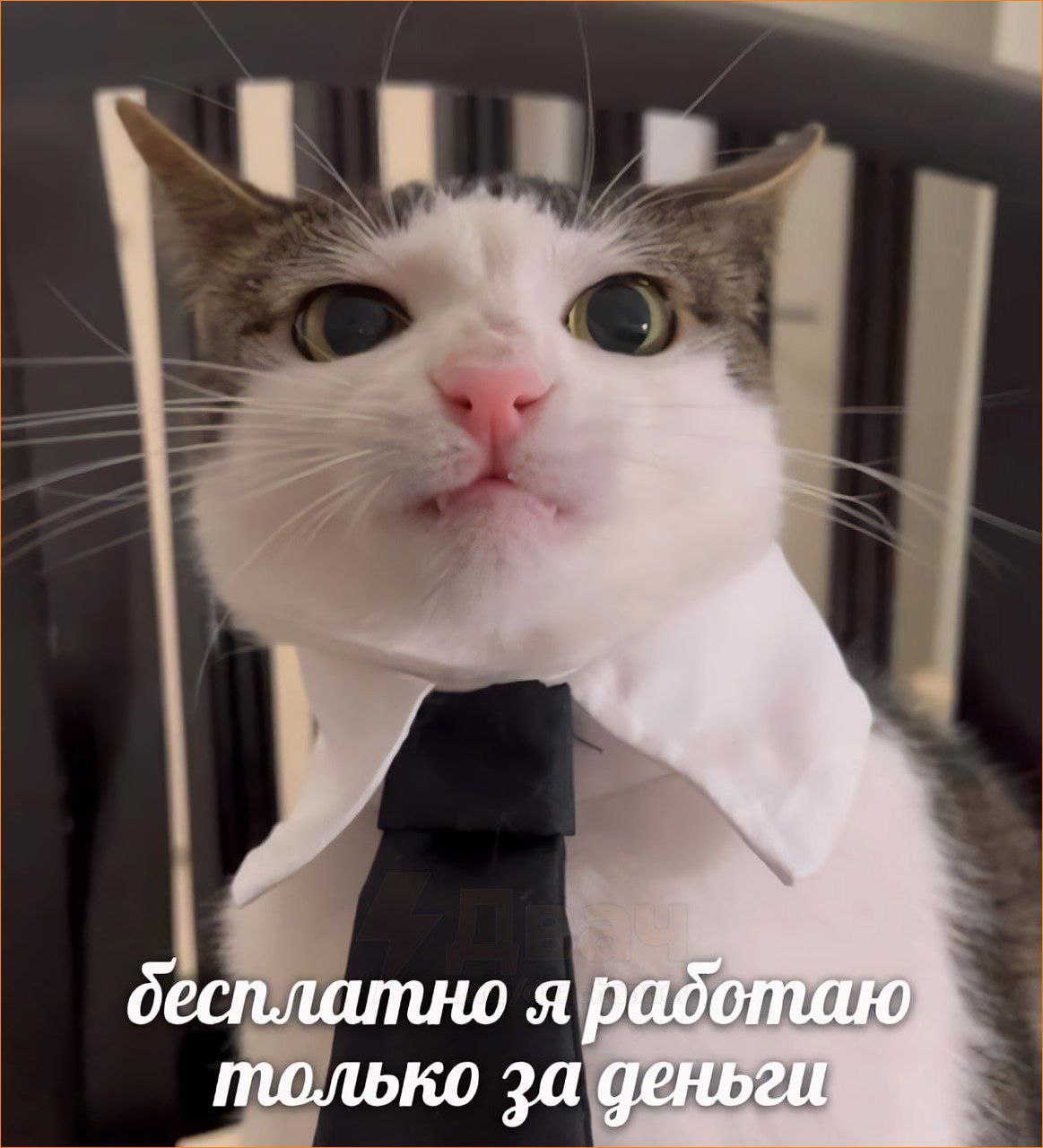 Бесплатно я работаю только за деньги Мем с котом в рубашке и галстуке и надписью «бесплатно я работаю только за деньги»