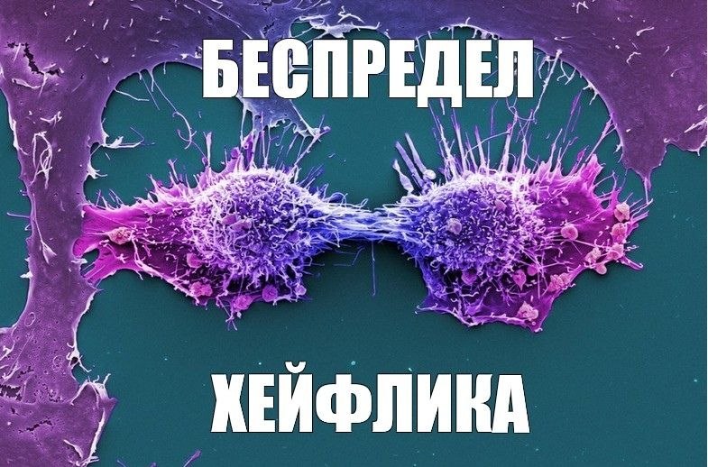 Клетки и надписи «Беспредел» и «Хейфлика» на микроскопическом изображении.