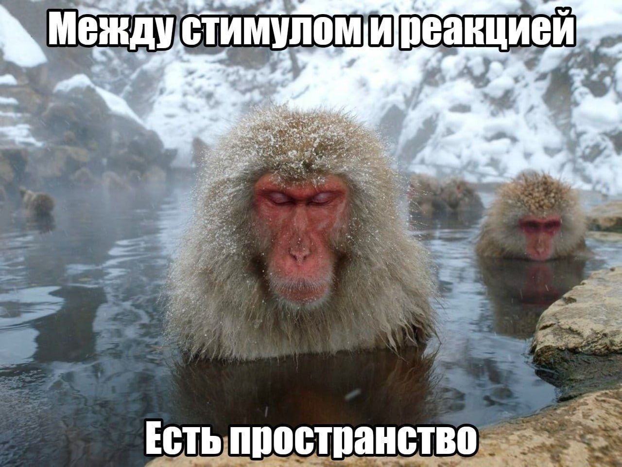 Японская макака расслабляется в горячем источнике: между стимулом и реакцией есть пространство.