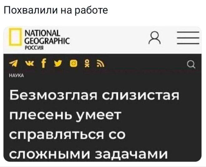 Безмозглая слизистая плесень умеет справляться Мем с заголовком новости от National Geographic Россия о безмозглой слизистой плесени, которая умеет справляться со сложными задачами, в сравнении с реакцией человека, которого похвалили на работе.