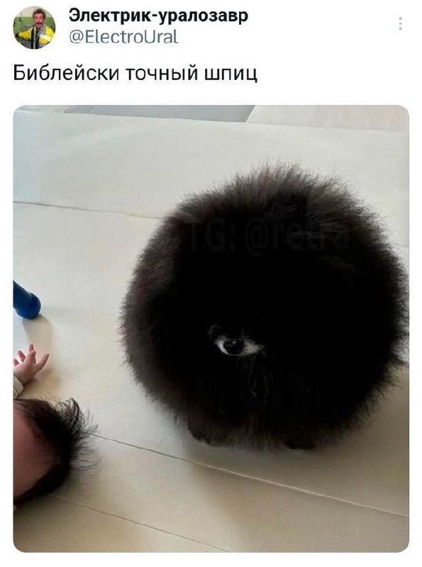 Библейски точный шпиц Библейски точный шпиц на полу