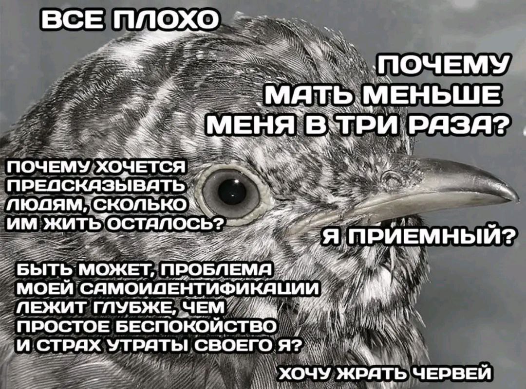Птица с глубокими мыслями Птица с глубокими мыслями о жизни и экзистенциальных проблемах