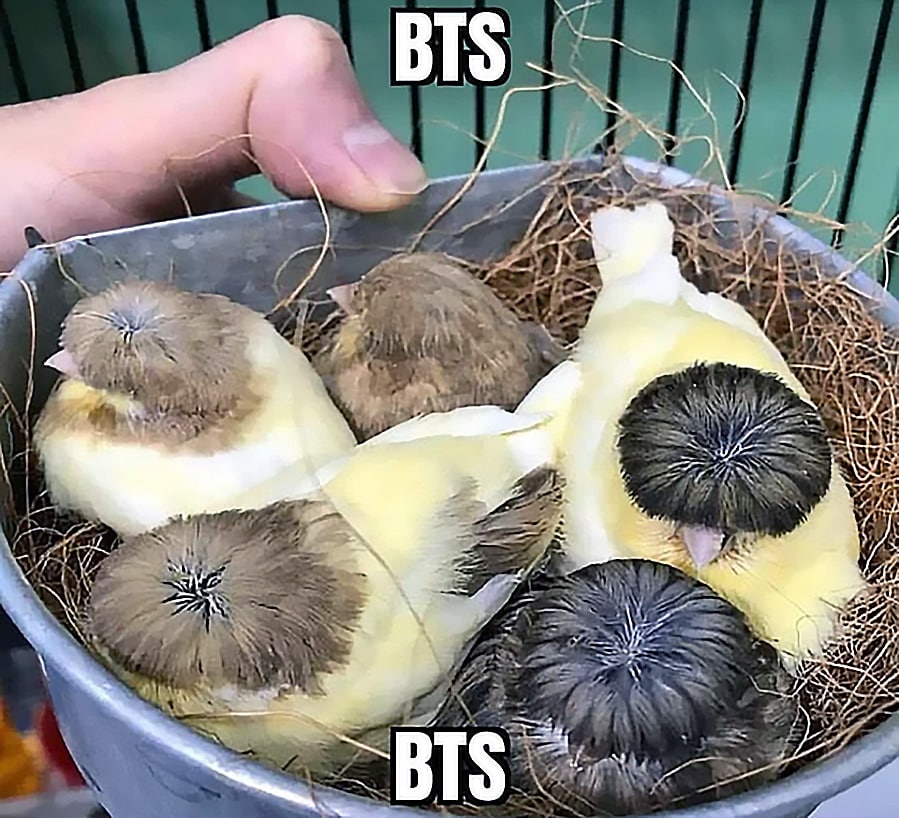 Птенцы BTS Мем с пятью птенцами канареек, сидящих в гнезде из сухой травы, с подписью BTS