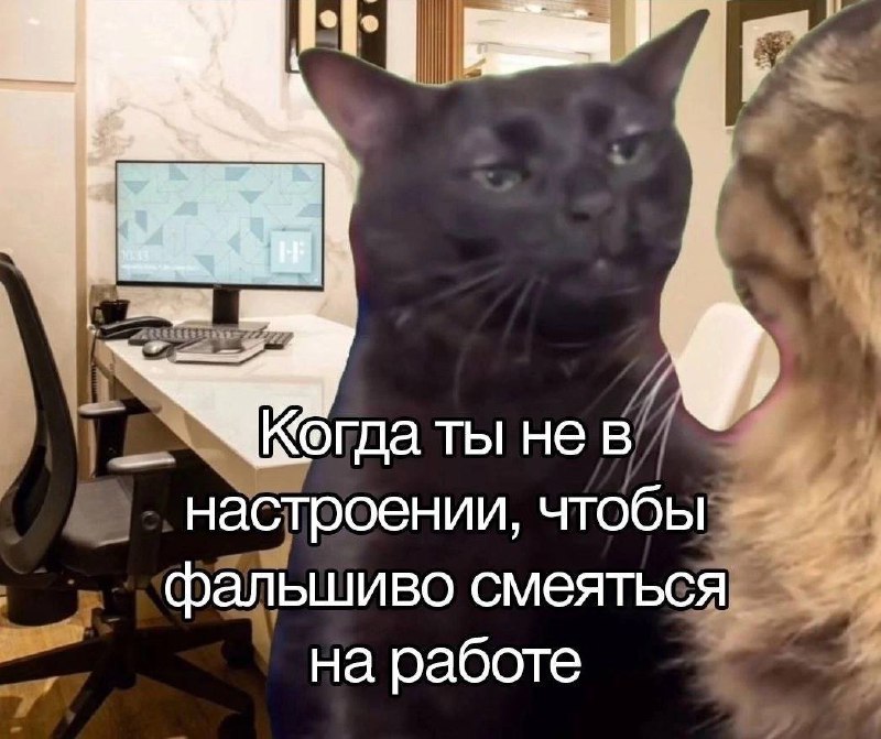 Черный кот на работе Мем с черным котом, который не в настроении притворяться веселым на работе и смотрит на другого кота с недовольным видом.