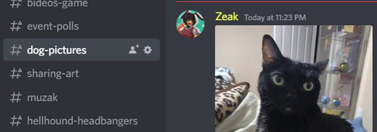 Черная кошка в "dog-pictures" Черная кошка в канале Discord "dog-pictures"