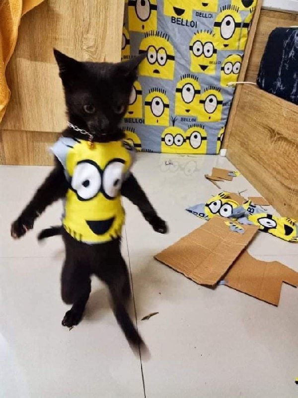Черный кот в костюме миньона Черный котик в костюме миньона, который стоит на двух лапах
