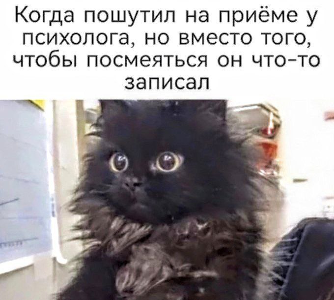 Когда пошутил на приеме у психолога, но вместо того, чтобы посмеяться он что-то записал Мем с черным котом, который в шоке от записи психолога после шутки