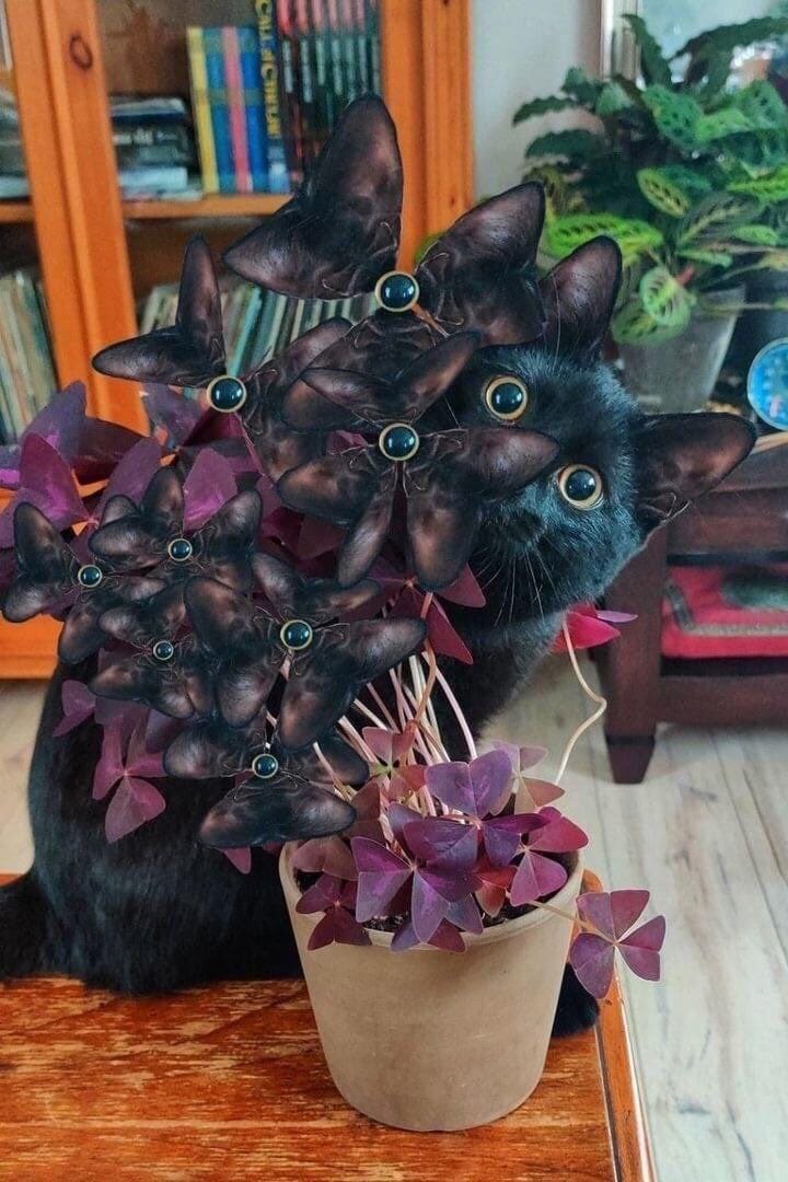 Черный кот с фиолетовыми бабочками