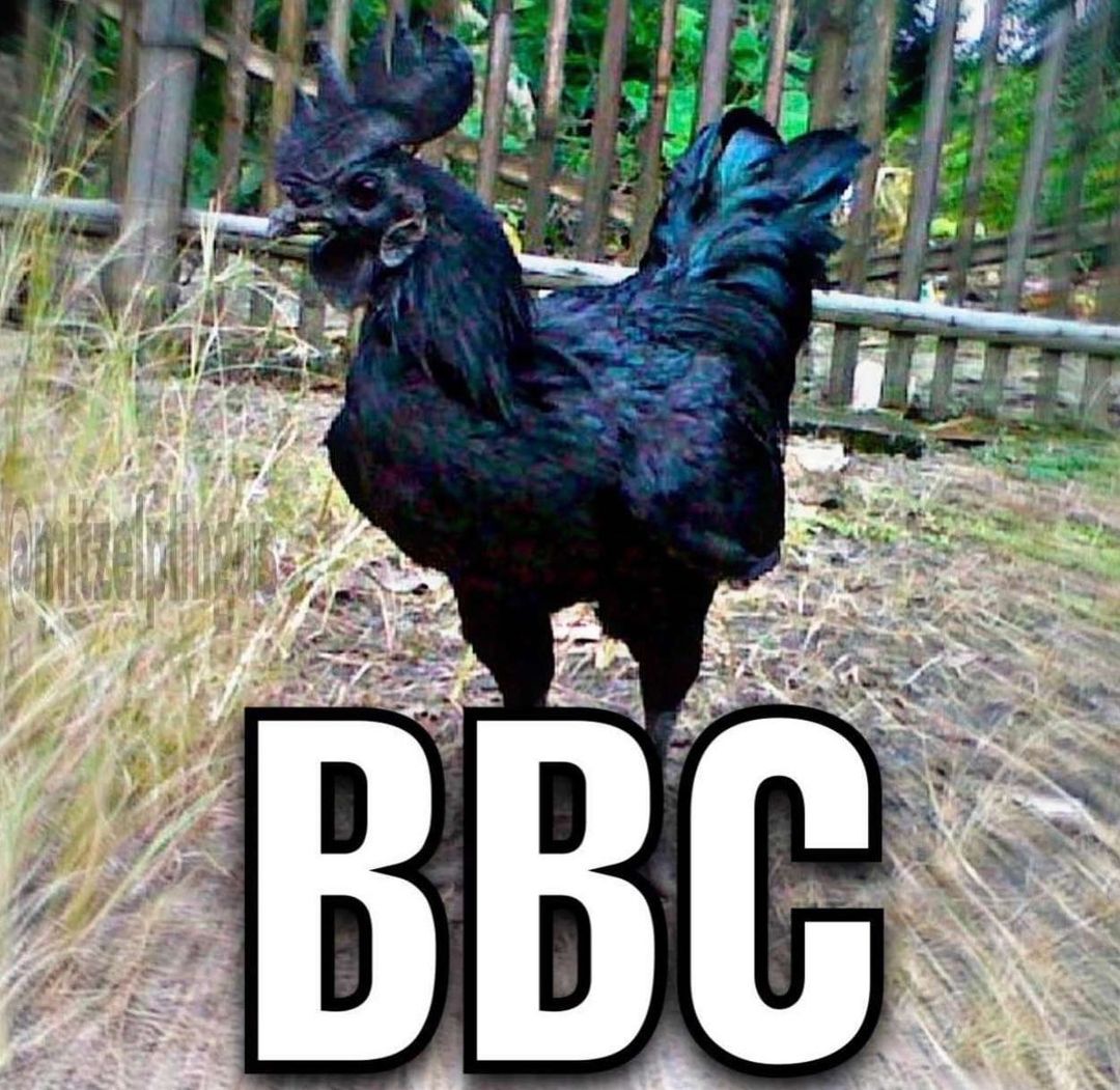 Черный петух BBC Мем с черным петухом и надписью BBC на переднем плане