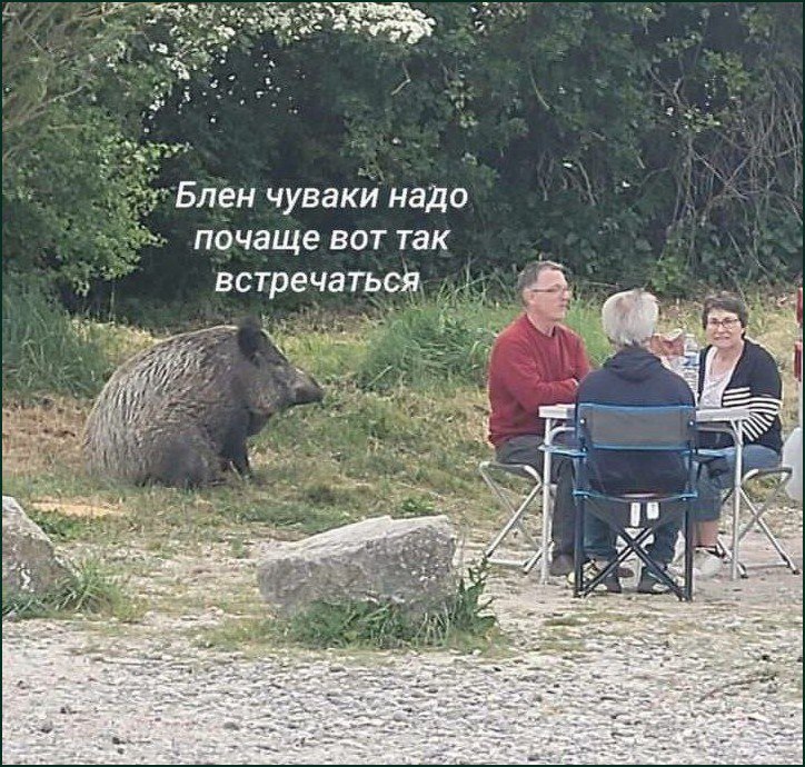 Дикий кабан сидит рядом с людьми, которые отдыхают на природе за столом, с надписью "Блен чуваки надо почаще вот так встречаться"