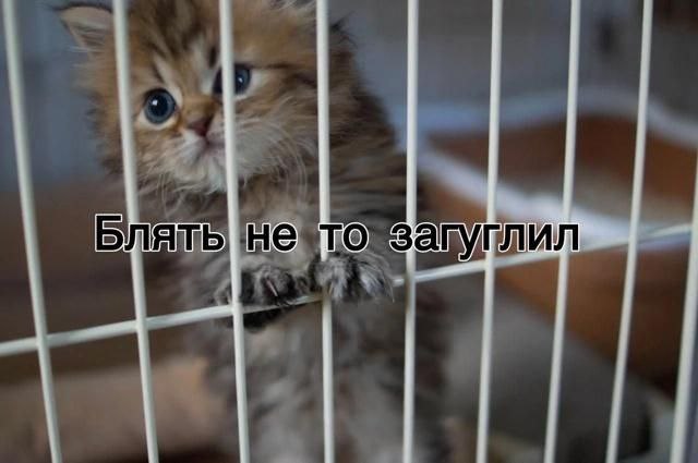 Блять не то загуглил Котёнок в клетке «Блять не то загуглил»