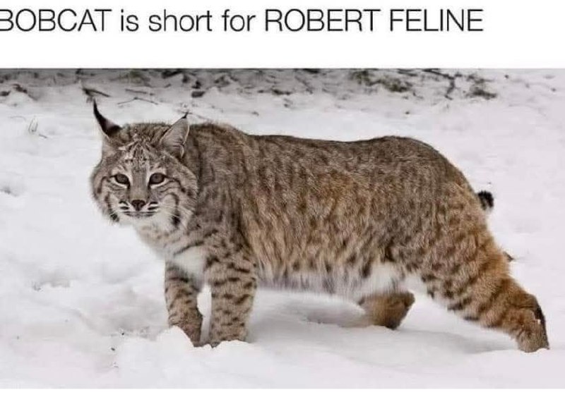 Мем про рысь (Bobcat), который объясняет, что Bobcat это сокращение от Robert Feline