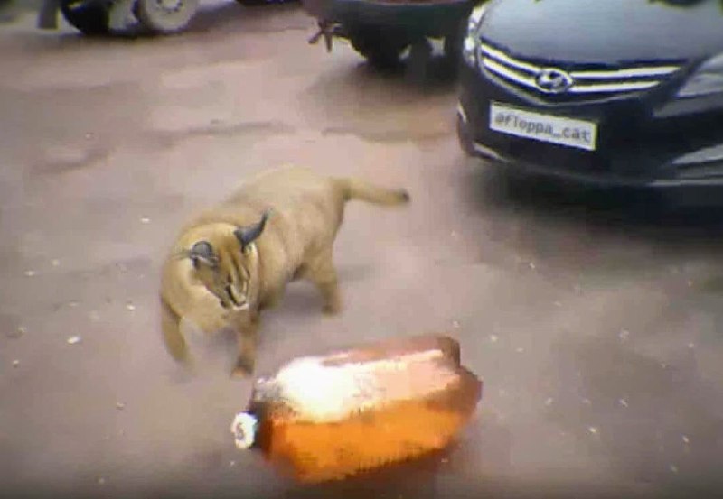 Большой кот Флеппа и бутылка На картинке изображен большой кот Флеппа, который смотрит на оранжевую бутылку, лежащую на земле. Он осторожно приближается к ней, готовясь исследовать незнакомый предмет. На фоне видны части автомобиля.