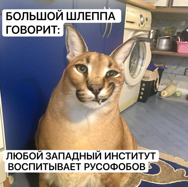Большой Шлеппа говорит: любой западный институт воспитывает русофобов Мем с котом Каракалом по кличке Большой Шлеппа, который говорит, что любой западный институт воспитывает русофобов.