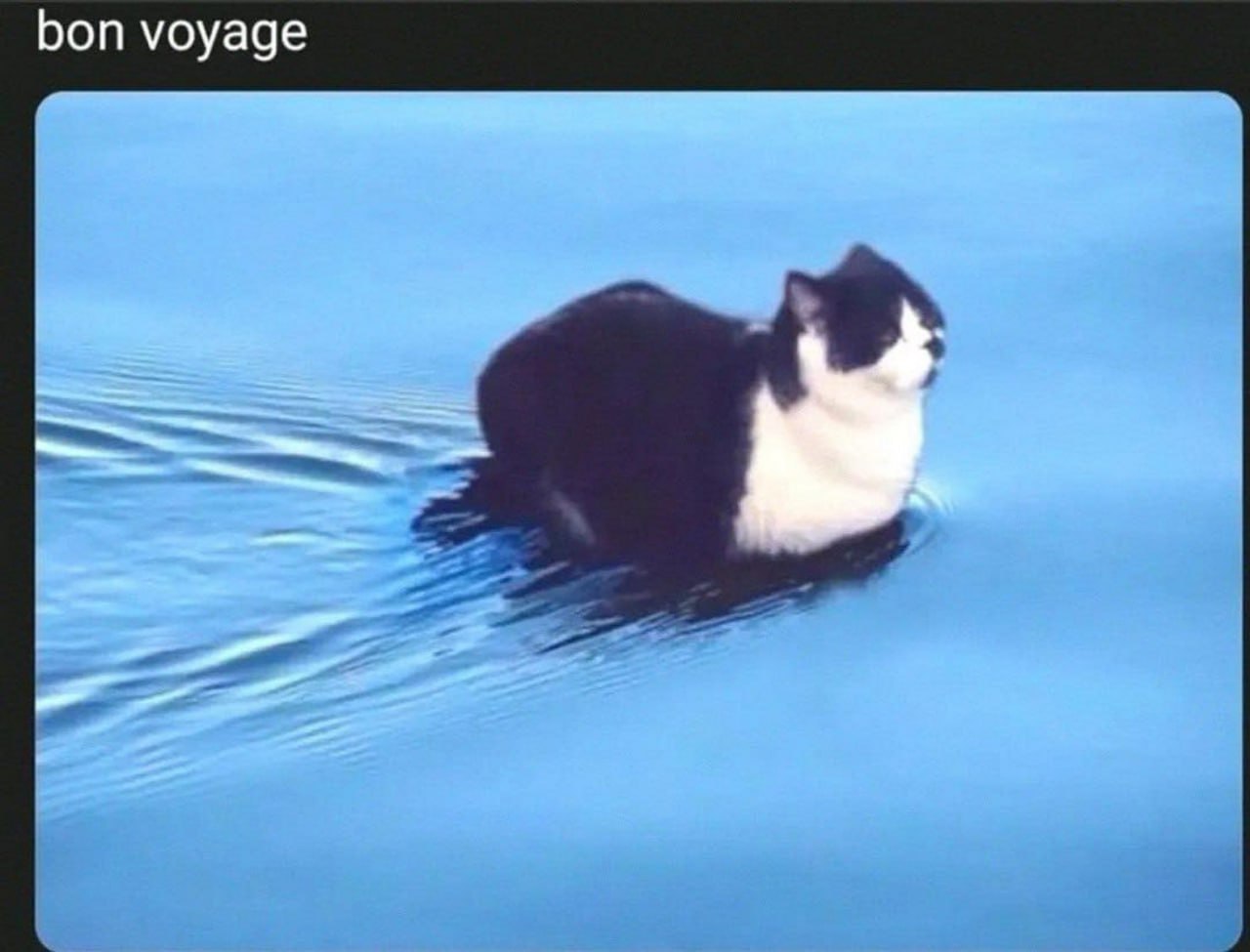 Bon voyage кот Кот, плывущий по воде, с надписью Bon voyage.