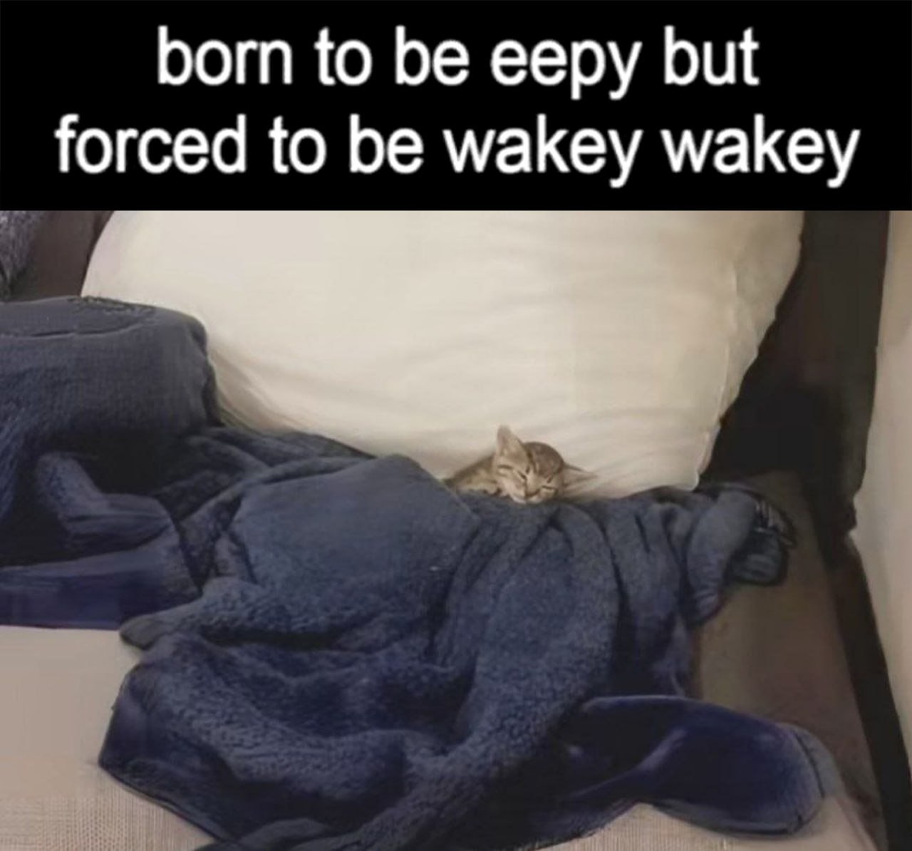 Born to be eepy but forced to be wakey wakey Мем с котёнком Born to be eepy but forced to be wakey wakey