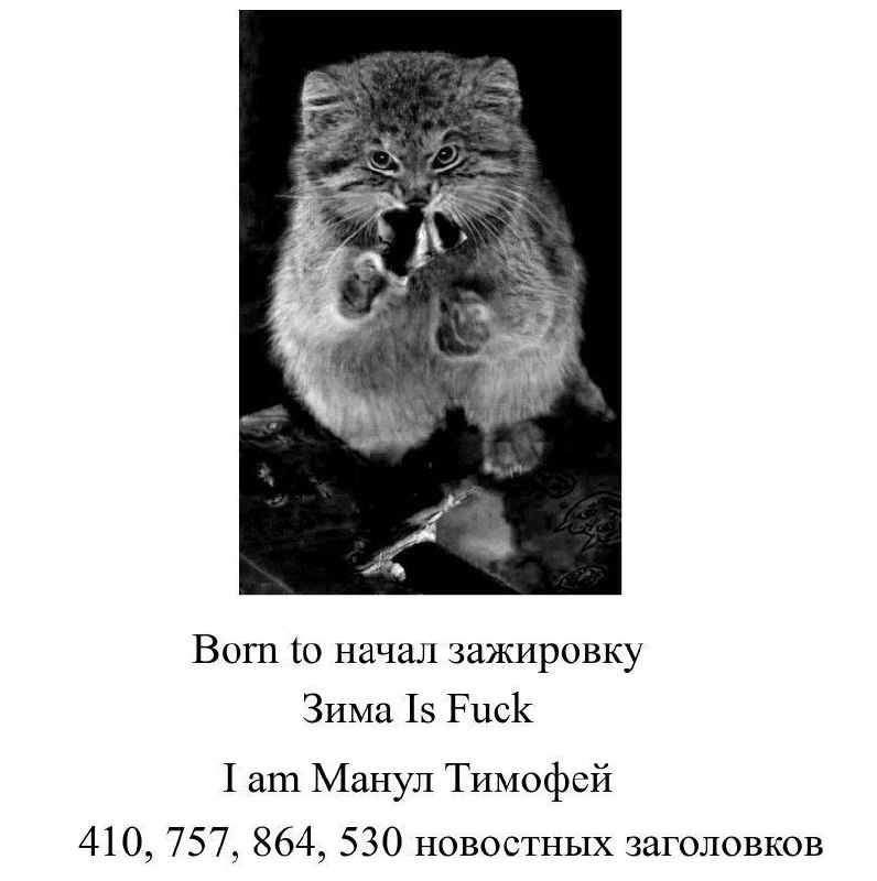 Манул Тимофей готовится к зиме с выражением полной серьезности и решимости