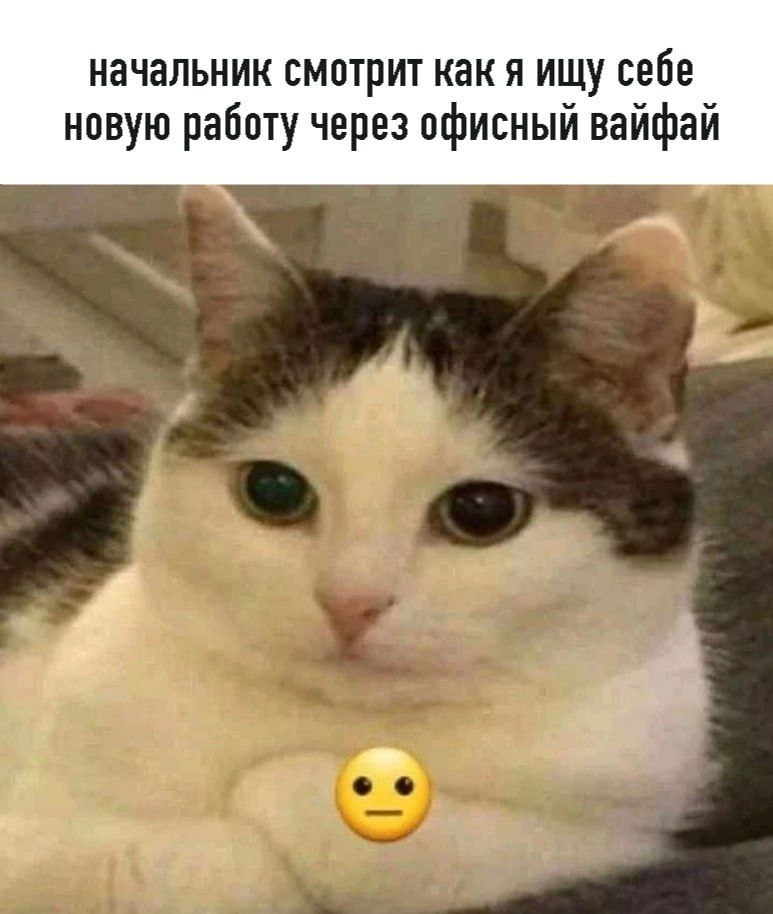 Начальник смотрит как я ищу себе новую работу через офисный вайфай Начальник смотрит, как я ищу себе новую работу через офисный вайфай, а кот с большими глазами и смайликом выражает неловкость.