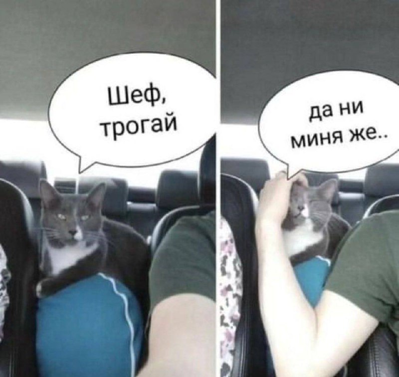 Шеф, трогай Мем с котом в машине, который командует хозяину трогать с места, а когда тот начинает его гладить, говорит "да ни меня же"