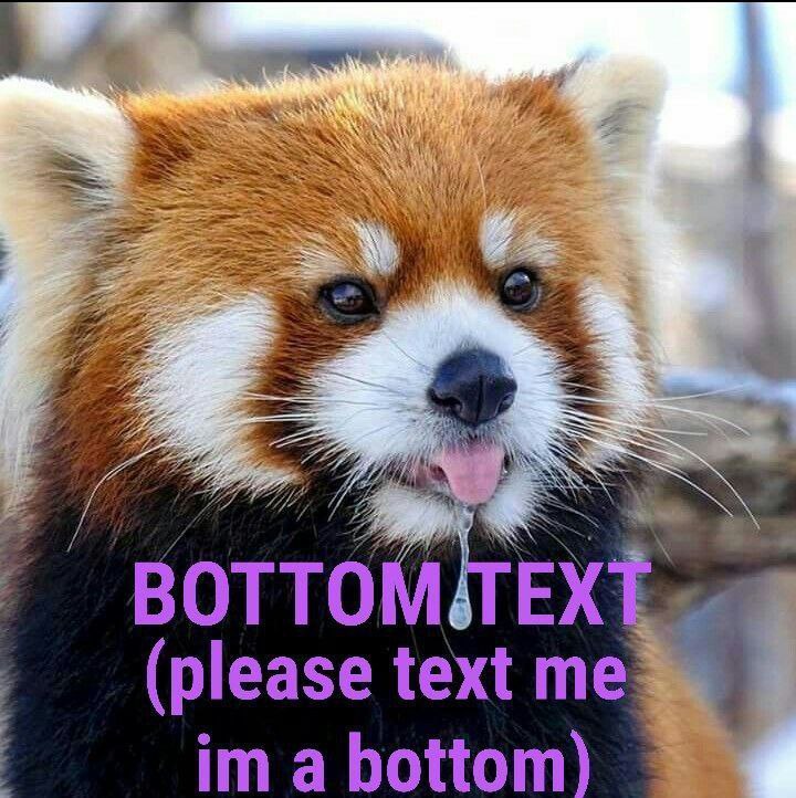 Красная панда с высунутым языком и надписью «BOTTOM TEXT (please text me im a bottom)».
