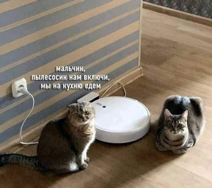 Два кота просят включить робот-пылесос, пока они отправляются на кухню