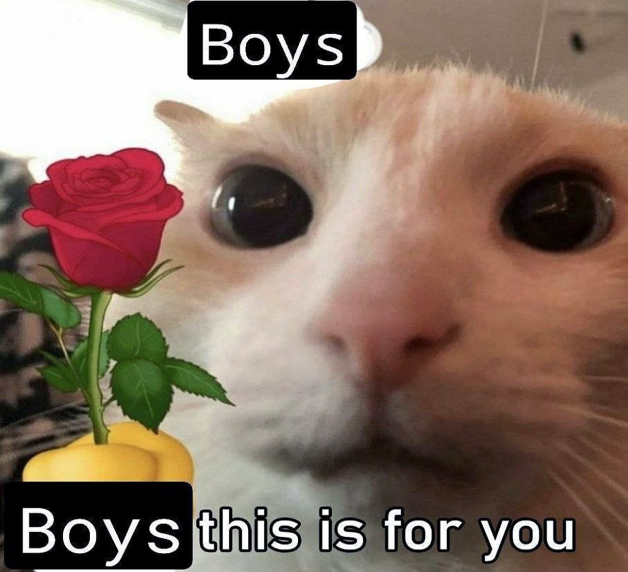 Boys this is for you Мем с котом, который дарит розу и надписью Boys this is for you