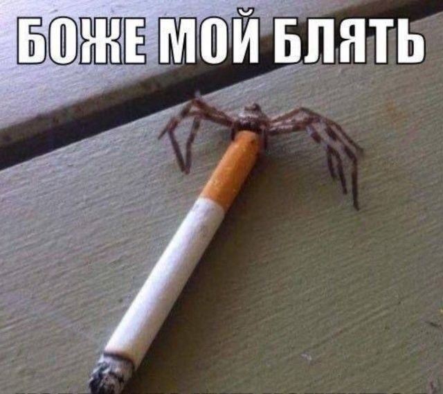 Паук держится за сигарету, а сверху написано: «Боже мой, блять» — реакция на шокирующую и невероятную ситуацию.