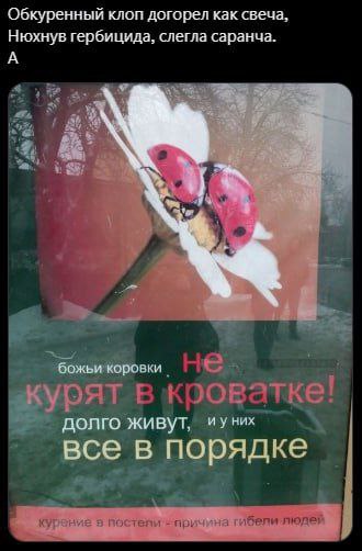 Божьи коровки не курят в кроватке Плакат с божьими коровками и надписью: «Божьи коровки не курят в кроватке! долго живут, и у них все в порядке. Курение в постели — причина гибели людей»
