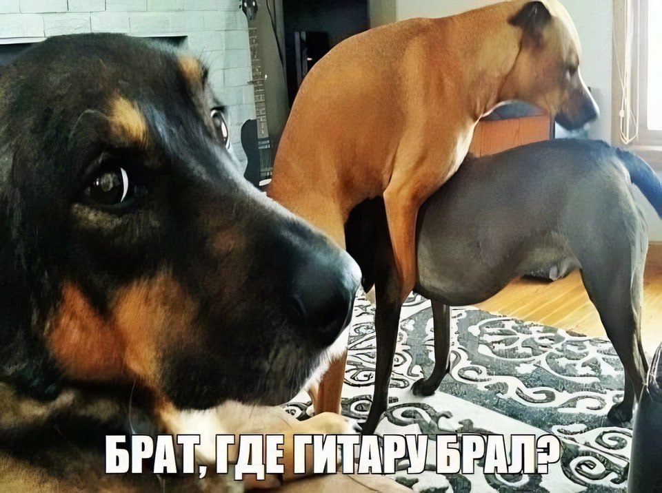 Брат, где гитару брал? Мем про собаку, которая не понимает, что происходит, пока другие собаки спариваются, и спрашивает про гитару.