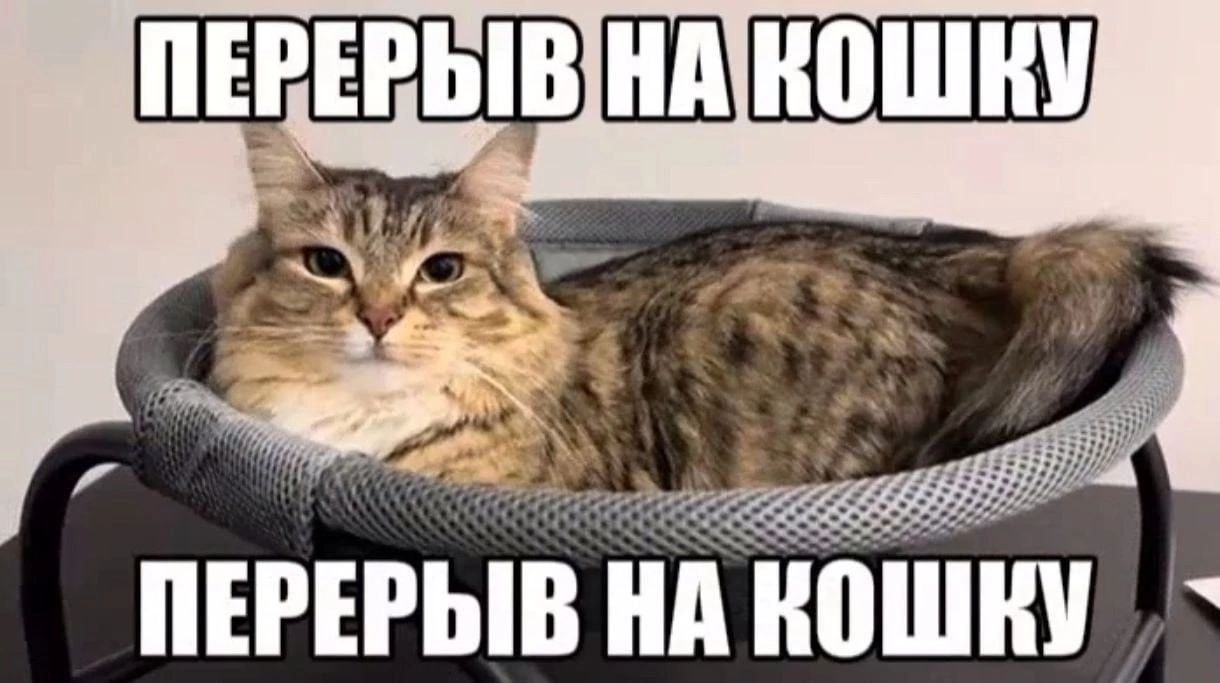 Перерыв на кошку Мем с милым котом в кресле: перерыв на кошку