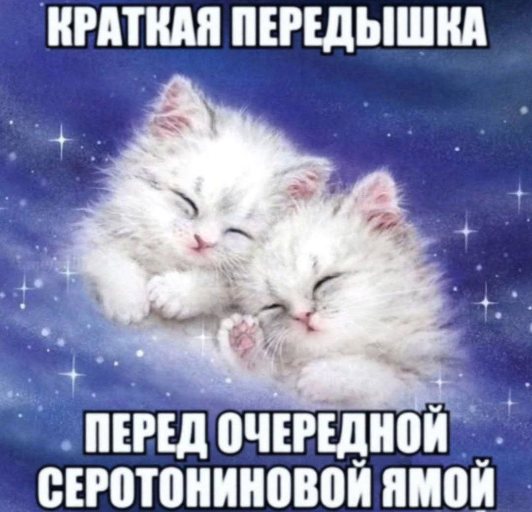 Краткая передышка перед серотониновой ямой Мем с двумя милыми пушистыми котятами, спящими, обнявшись, на фоне звездного неба, и подписью: «Краткая передышка. Перед очередной серотониновой ямой».