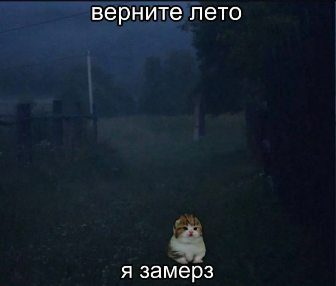 Котёнок на темном фоне с текстом «верните лето, я замёрз»