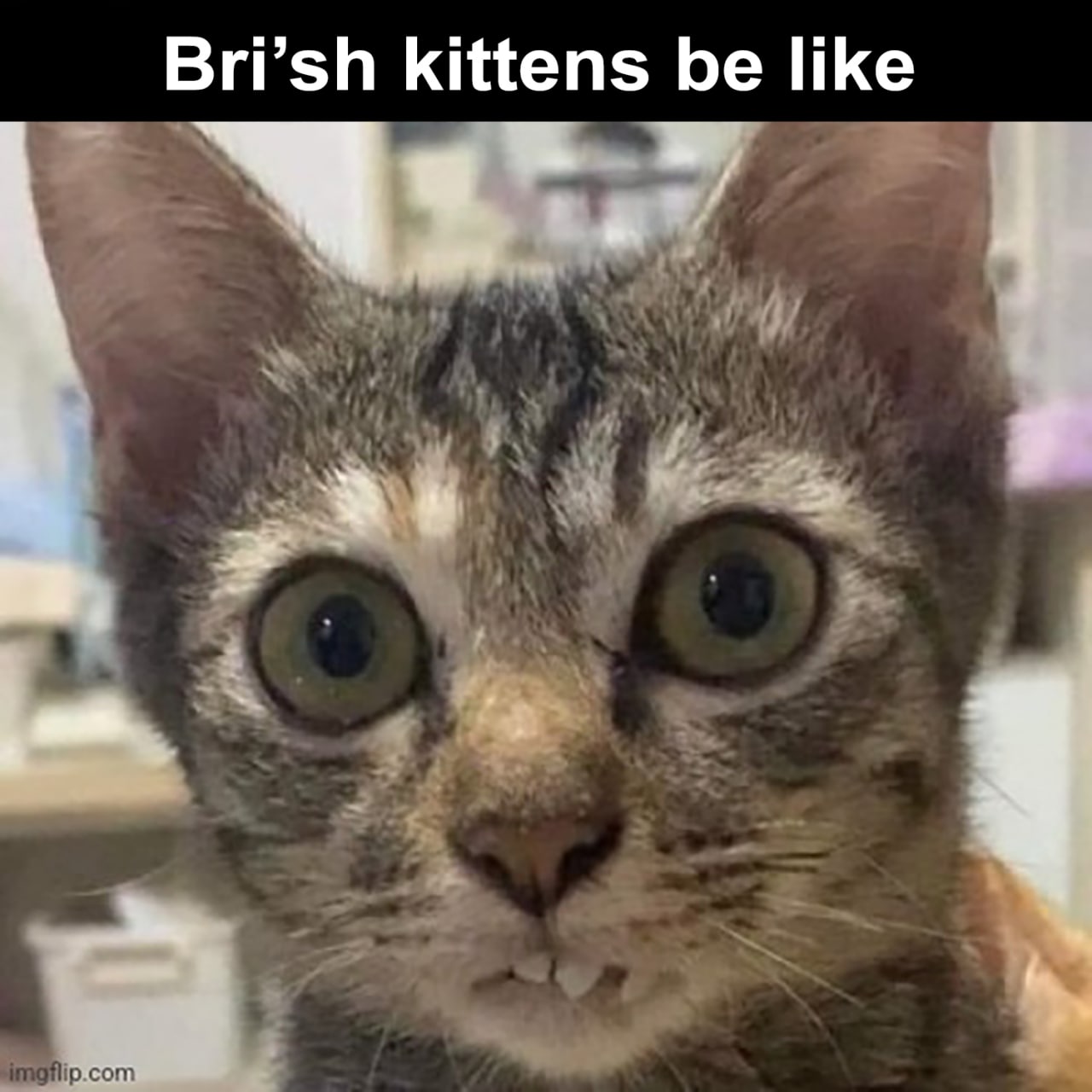 Bri'sh kittens be like Британские котята выглядят так