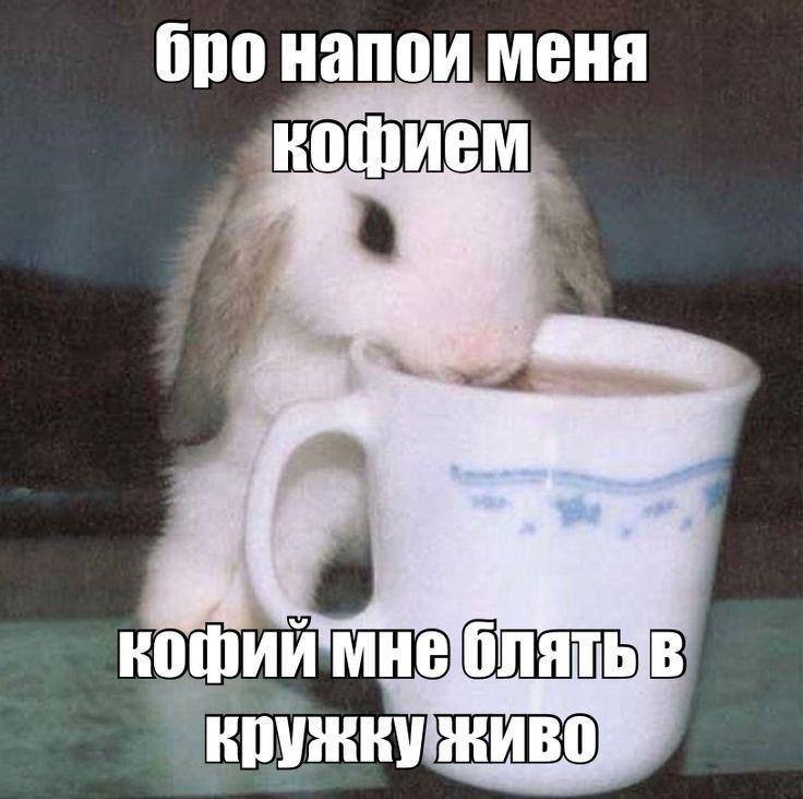 Кролик просит "бро" напоить его кофеем, выражая сильное желание получить напиток.