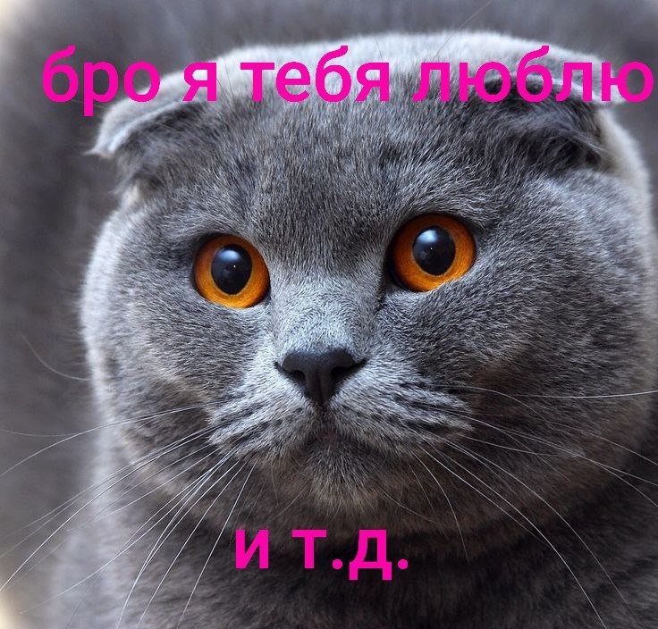 Бро я тебя люблю Бро я тебя люблю и т.д. мем с котом